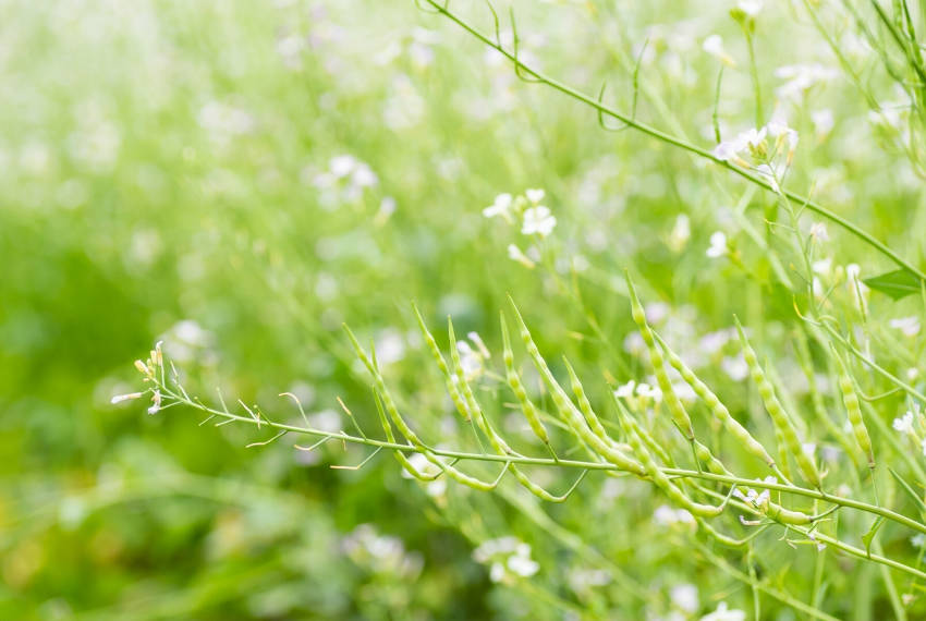 Radish Bolting